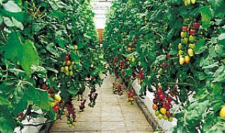 上海都市农业生态公园要门票吗 生态农业观光园