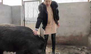 香猪和长白猪杂交留母猪行吗 香猪种猪多少钱一只