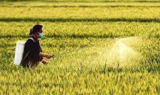 好吃不如饺子顺口溜 好吃不过饺子下一句