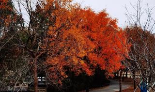 辰山植物园人多吗 上海辰山植物园攻略